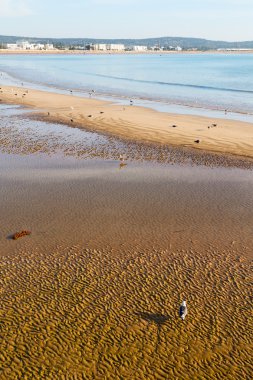 Fas dalga okyanus ve kuş soyut