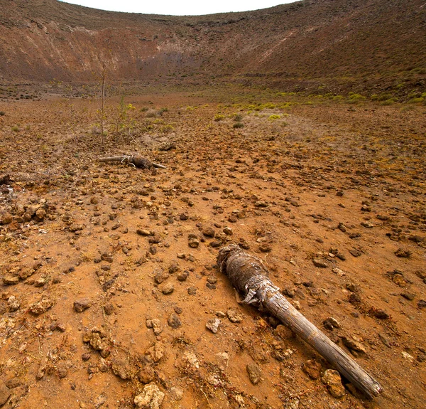 Planta de madera arbusto roca volcánica colina de piedra y verano — Foto de Stock