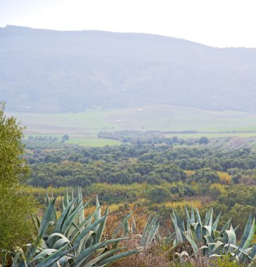 Volubilis Fas Afrika eski agav ve site