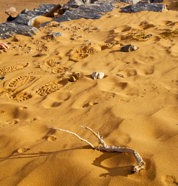 Viejo fósil en el desierto de morocco sahara y roca cielo de piedra — Foto de Stock