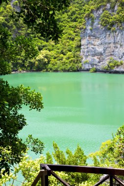  yeşil bir lagün ve ağaç Güney Körfezi kıyı şeridi  