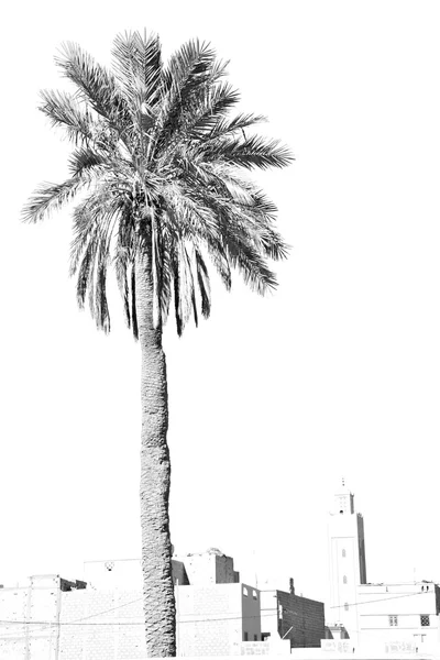 Тропические пальмы в одной только Марокко Африка и небо — стоковое фото