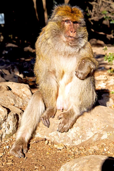 Alter affe in afrika und natürlicher hintergrund — Stockfoto