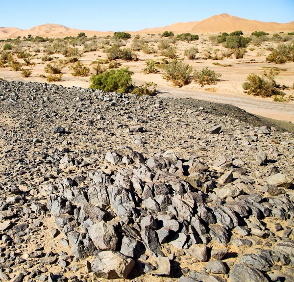 モロッコ サハラ砂漠と岩石空の砂漠の古い化石 — ストック写真