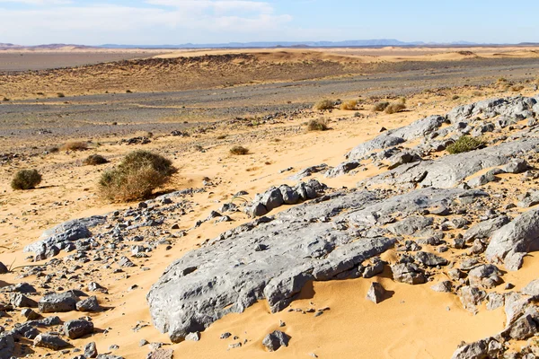 Viejo fósil en arbusto morocco sahara — Foto de Stock