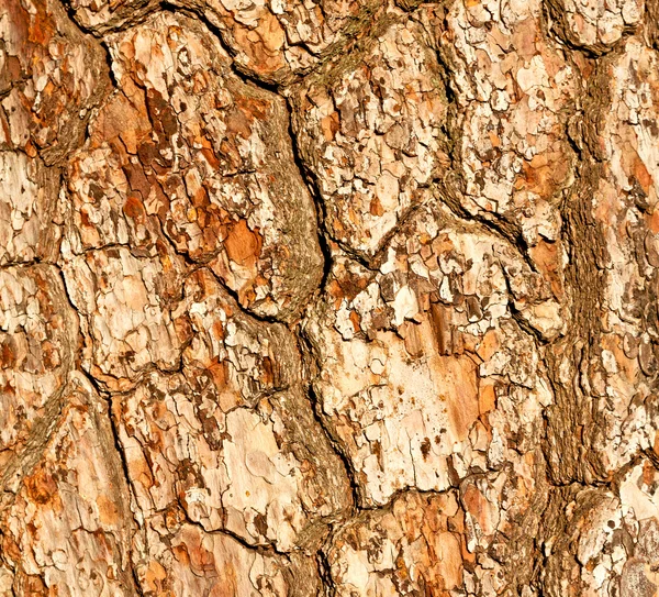 Barck in de abstracte close up van een boom kleur en textuur — Stockfoto