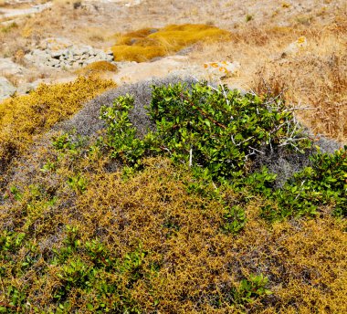 Deniz delos Yunanistan historycal Akropolis ve eski harabe site
