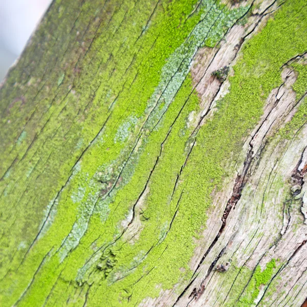 In Inghilterra corteccia vecchia di Londra e struttura astratta del legno — Foto Stock