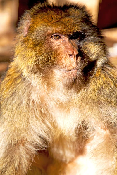 Oude aap in Afrika natuurlijke close-up — Stockfoto