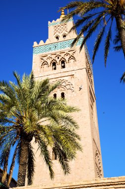 maroc Afrika palmiye ve mavi tarihi   