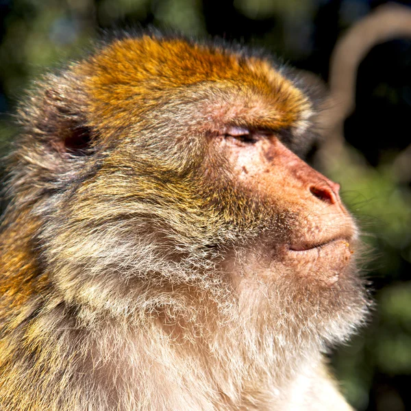 Old monkey in africa morocco and natural background fauna close — Stock Photo, Image