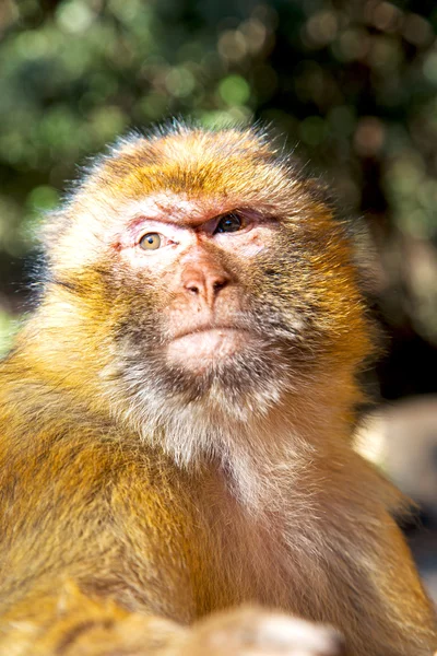 Vecchia scimmia e fauna di sfondo naturale da vicino — Foto Stock