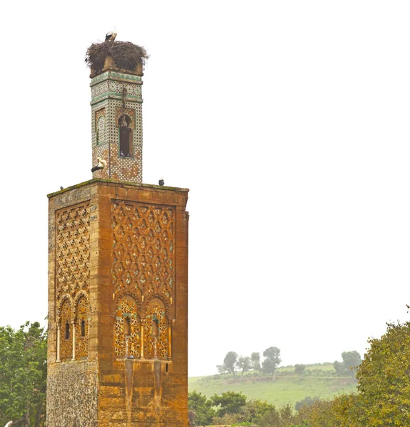 Chellah in marokko afrika das altrömische verfallene denkmal a — Stockfoto