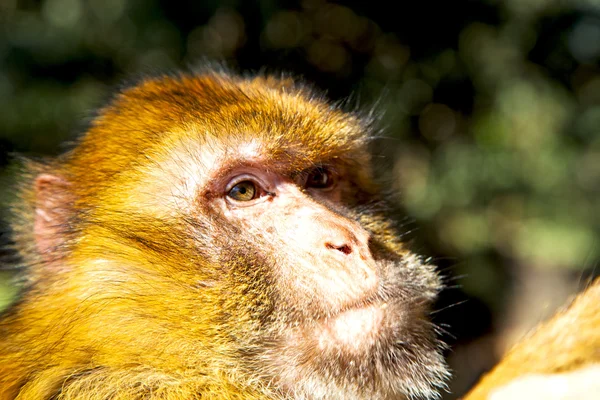 Bush scimmia africa fauna marocco primo piano — Foto Stock