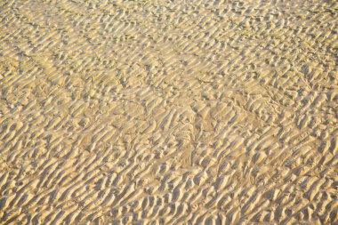 Afrika kahverengi ıslak kum Atlantik Okyanusu yakınlarındaki kumul