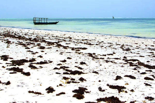 Mořské řasy beach Zanzibar indický — Stock fotografie
