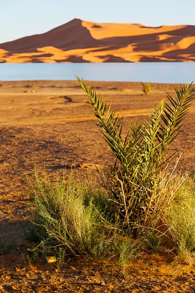 Dans le désert jaune du lac de dune marocaine — Photo