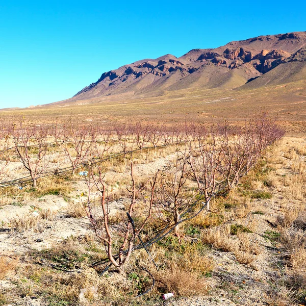 Bush in vallei Marokko Afrika wijnstokken — Stockfoto