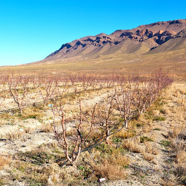 Bush i dalen Marocko Afrika vinstockar — Stockfoto