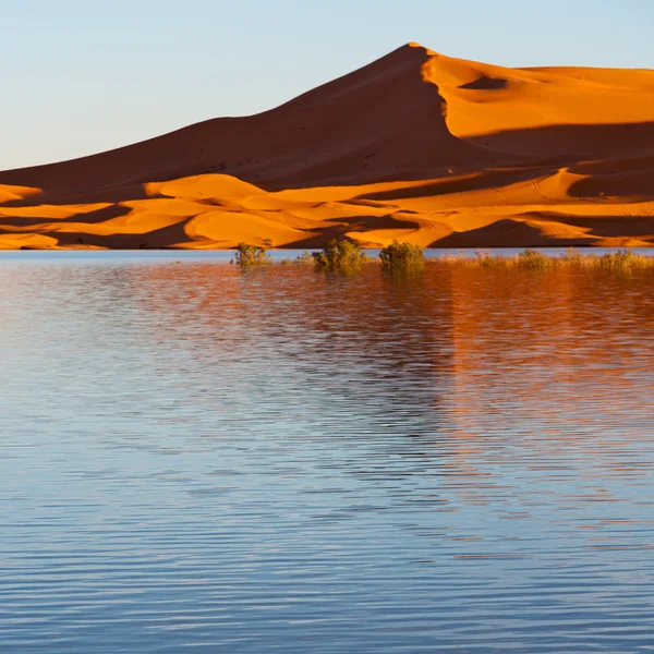 Sunshine in the lake yellow  desert of morocco sand and     dune — Stock Photo, Image