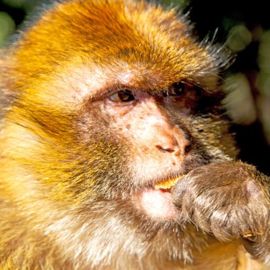Bush maymun Afrika Fas ve doğal arka plan fauna kapatın