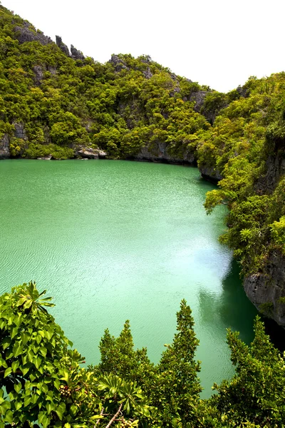 녹색 연못과 나무 중국 남해만 해안선 — 스톡 사진