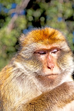 Fas arka plan fauna içinde yaşlı maymun yakın çekim