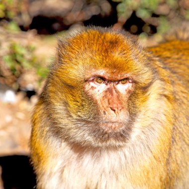 Bush maymun Afrika Fas ve doğal arka plan fauna kapatın
