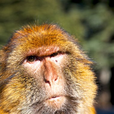 Afrika Fas ve doğal arka plan fauna yakın yaşlı maymun 