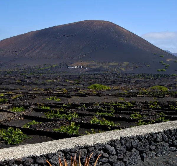 Cactus  viticulture  winery lanzarote spain — Stock Photo, Image