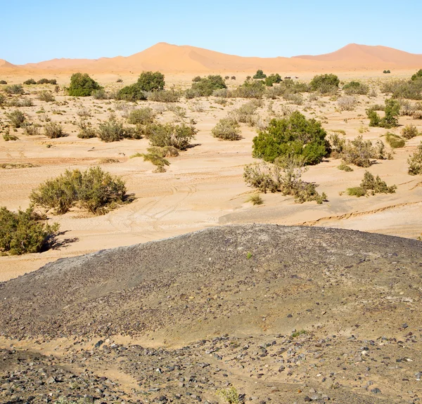 Viejo fósil en el desierto de morocco sahara y roca cielo de piedra —  Fotos de Stock