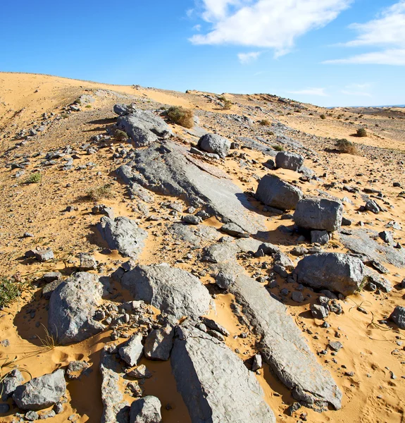 Arbusto viejo fósil en el desierto de morocco sahara y roca ston — Foto de Stock