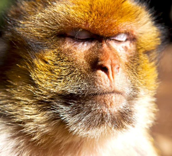 Stary małpa w Afryka Maroko i naturalnym tle fauny blisko — Zdjęcie stockowe