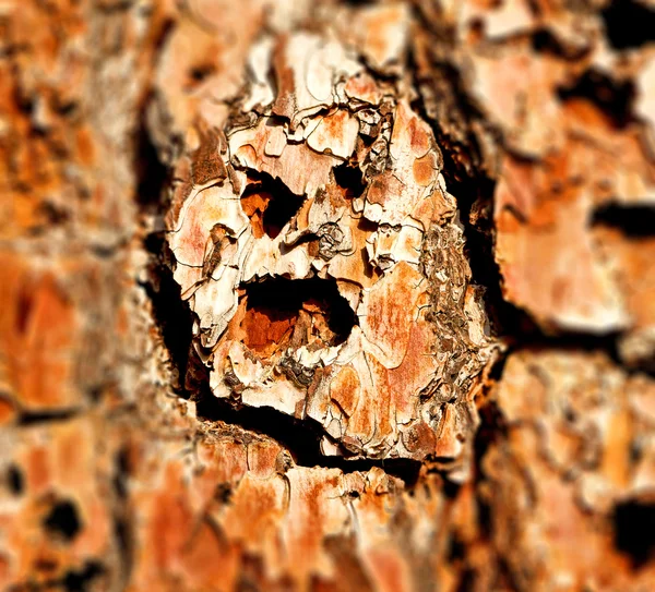 Barck dans le gros plan abstrait d'une couleur et d'une texture d'arbre — Photo