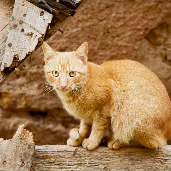 Feline i Marocko Afrika och söta ansikte — Stockfoto