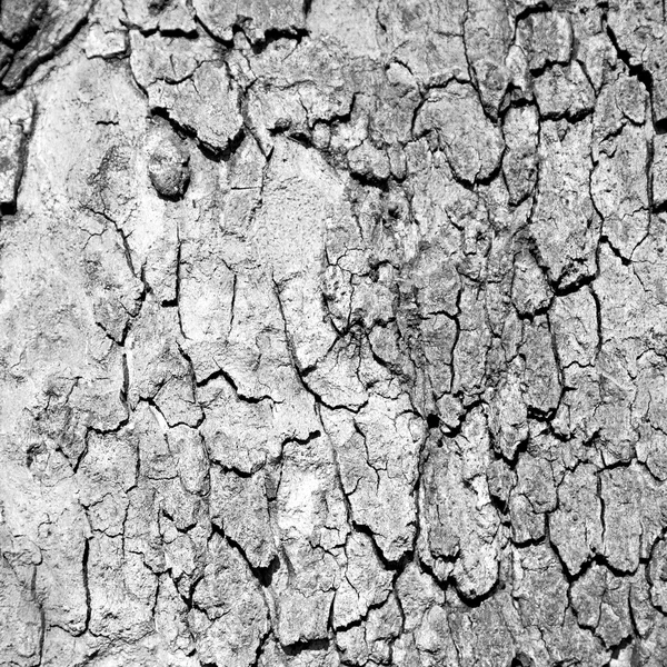 In england london old bark and abstract wood texture — Stock Photo, Image