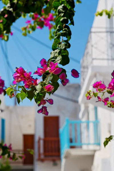 ギリシャ antorini ヨーロッパの古い家と whi の島の花します。 — ストック写真