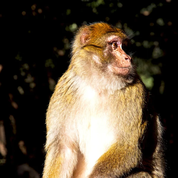 Alter Affe in Afrika Marokko und natürliche Hintergrundfauna schließen — Stockfoto