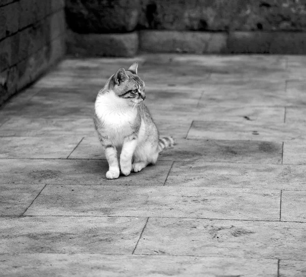 Chat seul en Afrique marocaine et fond de maison — Photo