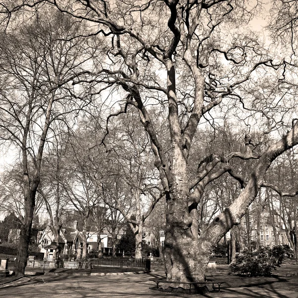Park in Londen voorjaar hemel en oude dode boom — Stockfoto