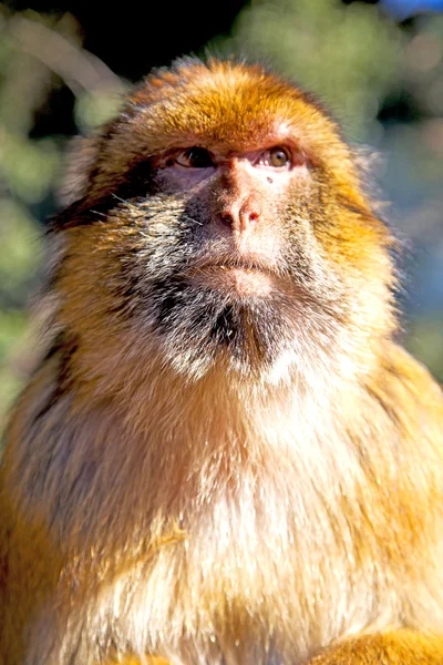 Oude aap in Afrika Marokko natuurlijke achtergrond fauna close-up — Stockfoto