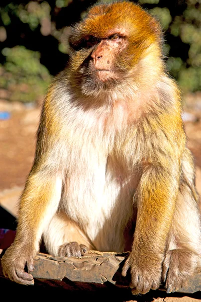 Vecchia scimmia in Africa fauna naturale del Marocco da vicino — Foto Stock