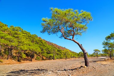 Olympos Asya Türkiye termessos Hill'de 
