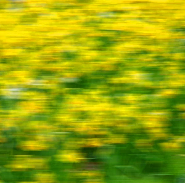 Wit in Londen gele bloem veld aard en voorjaar — Stockfoto