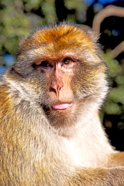 Afrika Fas ve doğal dil yaşlı maymun