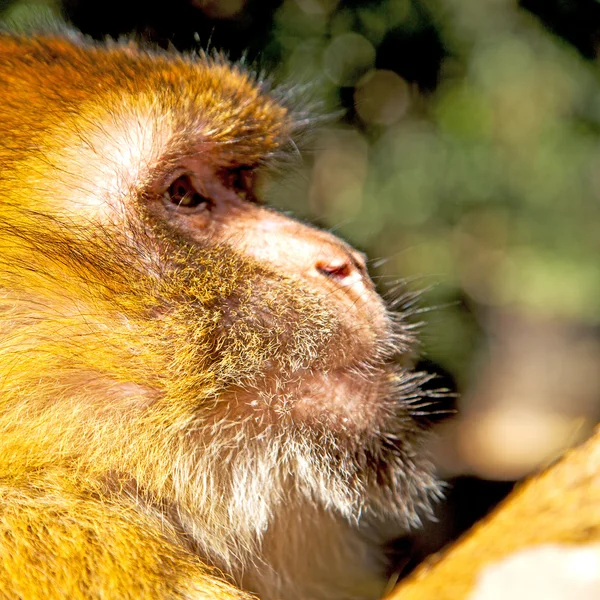 布什在非洲摩洛哥和自然背景动物猴子关闭 — 图库照片