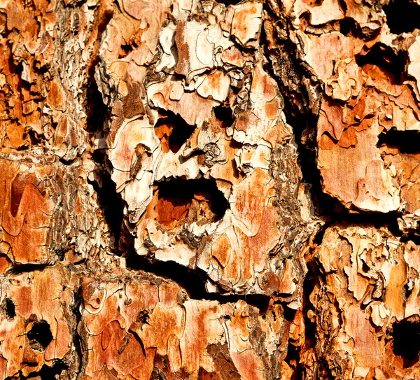 Barck αφηρημένα κοντινό πλάνο της ένα δέντρο χρώμα και υφή — Φωτογραφία Αρχείου