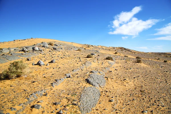 Vieux fossile dans le désert buisson sahara et ciel de pierre — Photo