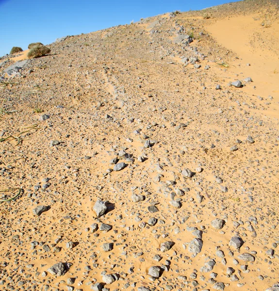 Busch altes Fossil in der Wüste von Marokko Sakara und Rock ston — Stockfoto