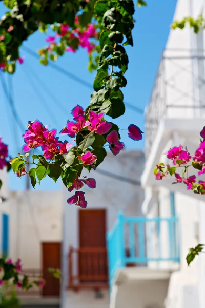 Flower   in the isle of greece antorini — Stock Photo, Image